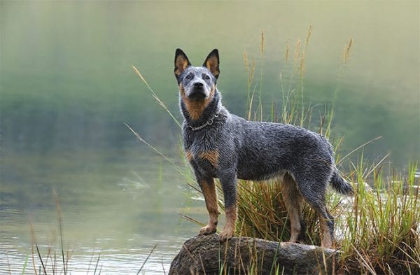 Australian-Cattle-Dog-600x393.jpg