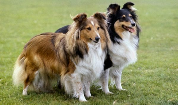 Shetland-Sheepdog-600x353.jpg