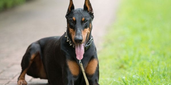 Doberman-Pinscher-600x300.jpg