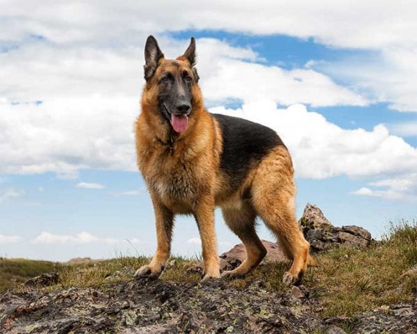 German-Shephard-600x480.jpg